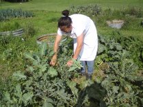 Growing ingredients locally